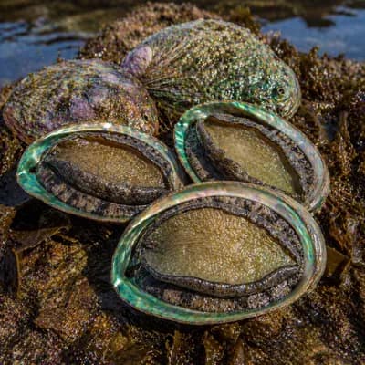 Greenlip Abalone