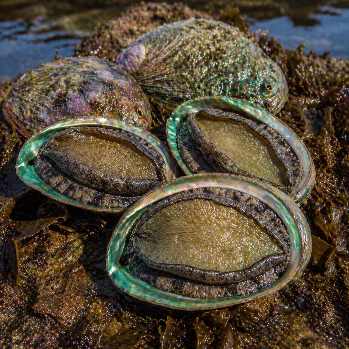 Greenlip Abalone (Haliotis laevigata)