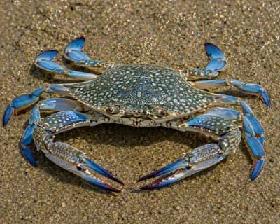Blue Swimmer Crab