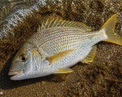 Yellowfin Bream