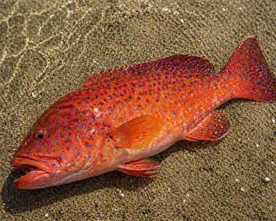 Coral Trout