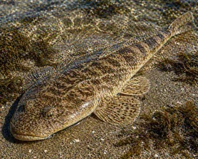 Tiger Flathead