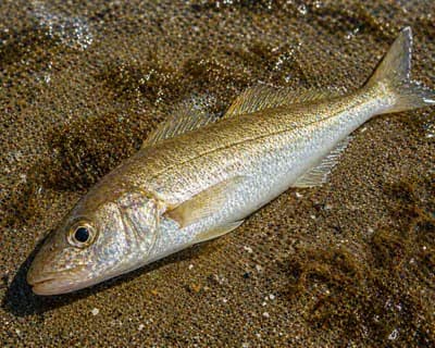 King George Whiting