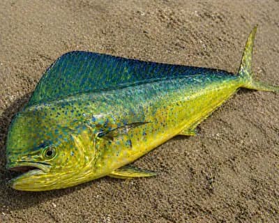 Mahi-mahi