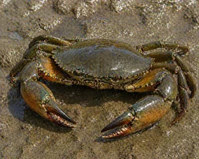 Mud Crab