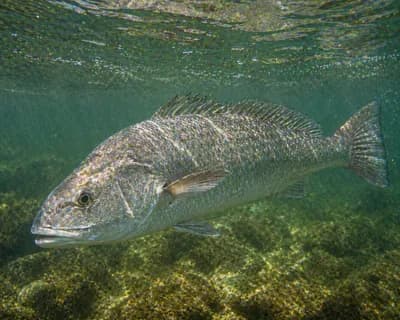 Mulloway
