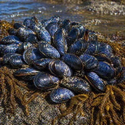 Blue Mussels