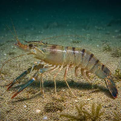 King Prawns