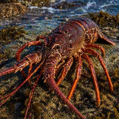 Southern Rock Lobster
