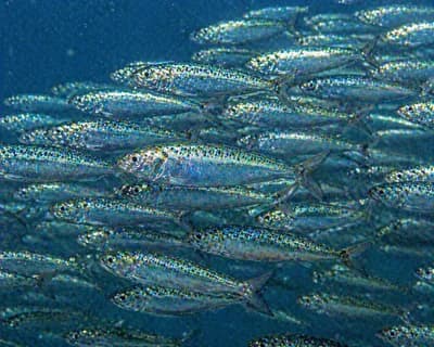 Australian Sardines
