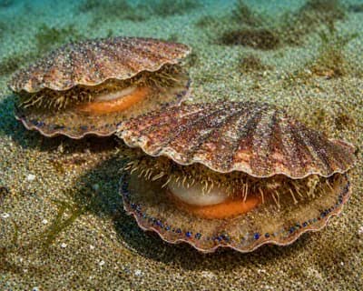Australian Scallops