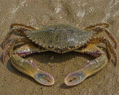 Spanner Crab