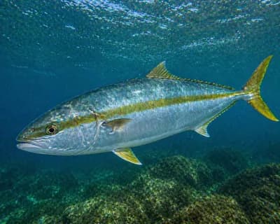 Southern Bluefin Tuna